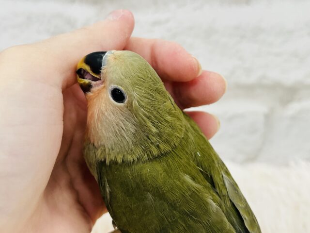 コザクラインコ（小桜インコ）
