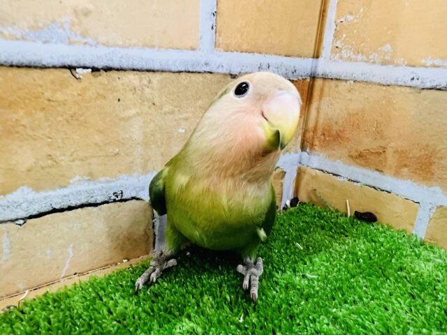 コザクラインコ（小桜インコ）