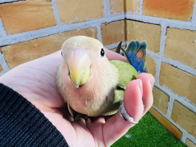 コザクラインコ（小桜インコ）