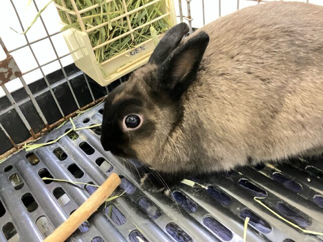 ネザーランドドワーフ