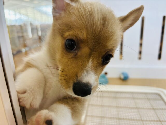 ウェルシュコーギー・ペンブローグ