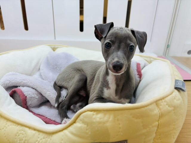 イタリアングレーハウンド