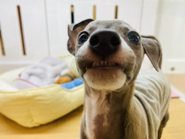 イタリアングレーハウンド