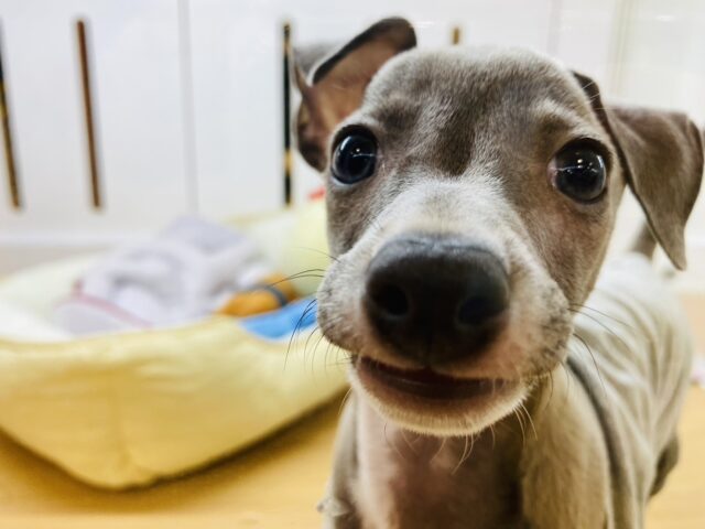 イタリアングレーハウンド