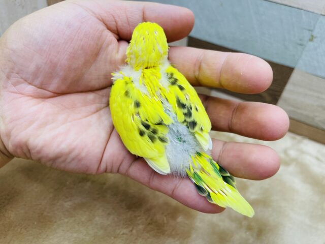 セキセイインコ