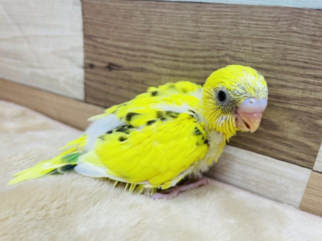 セキセイインコ