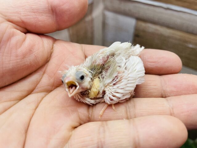 錦花鳥（キンカチョウ）