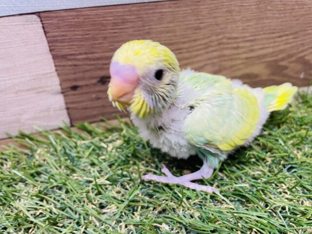 セキセイインコ