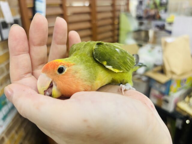 コザクラインコ（小桜インコ）