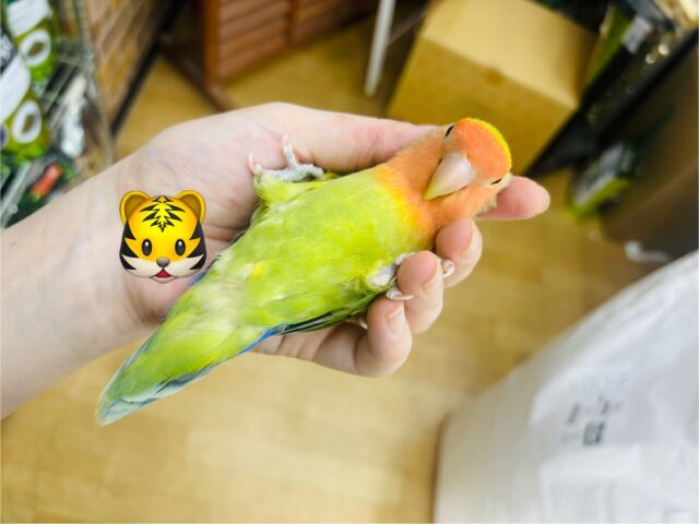 コザクラインコ（小桜インコ）