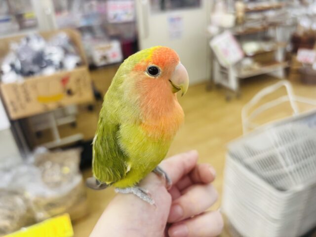 コザクラインコ（小桜インコ）