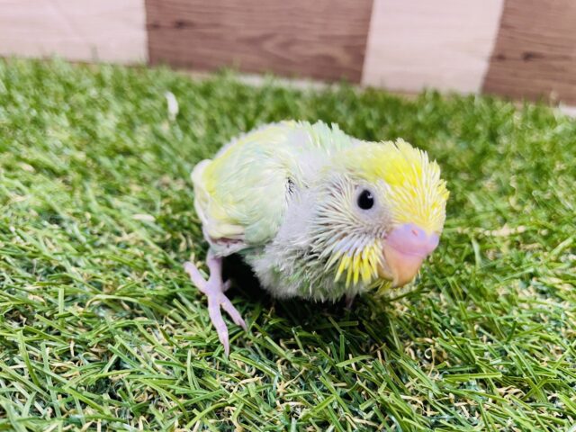 セキセイインコ