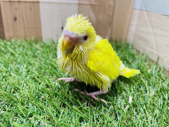 セキセイインコ
