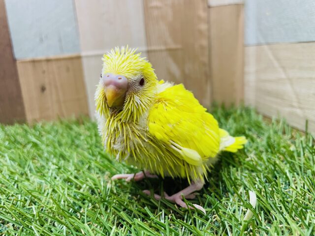 セキセイインコ