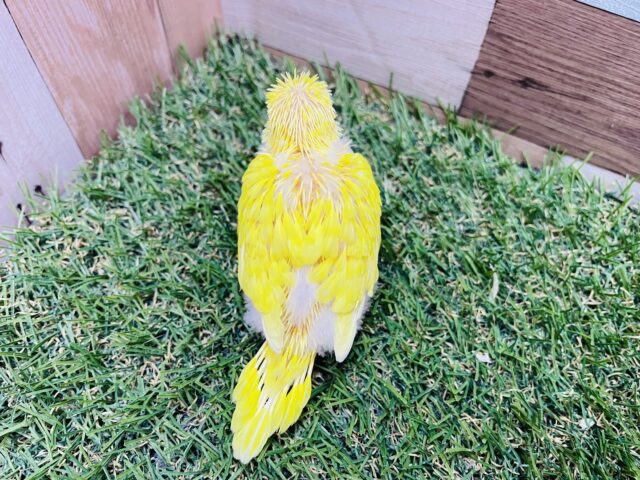 セキセイインコ