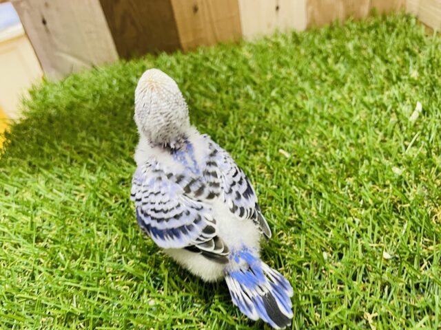 セキセイインコ