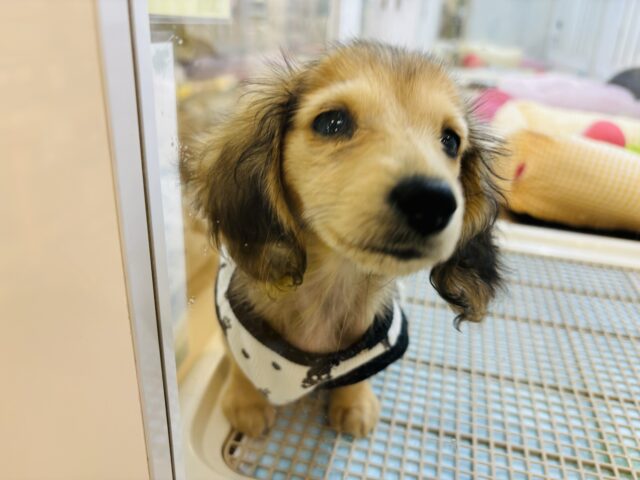 ミニチュアダックス