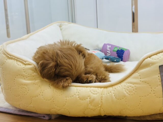 いつだって明るさを届けるよ〜♬.*゚ミックス犬くん(トイプードル×マルチーズ) マルプー