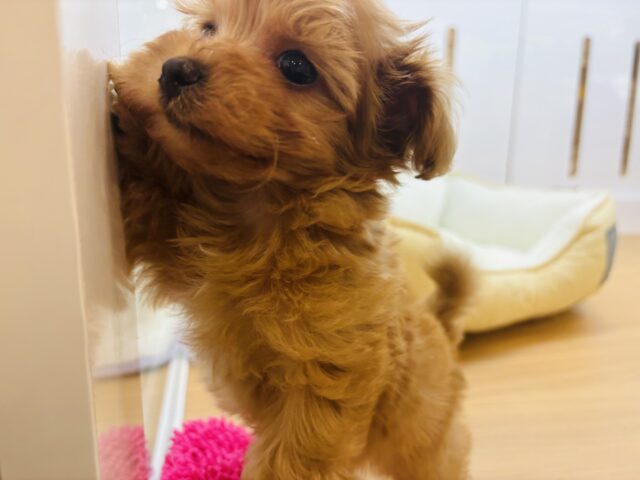 いつだって明るさを届けるよ〜♬.*゚ミックス犬くん(トイプードル×マルチーズ) マルプー