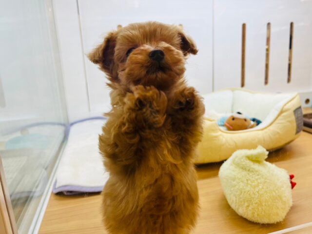 いつだって明るさを届けるよ〜♬.*゚ミックス犬くん(トイプードル×マルチーズ) マルプー