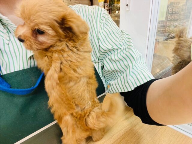 いつだって明るさを届けるよ〜♬.*゚ミックス犬くん(トイプードル×マルチーズ) マルプー