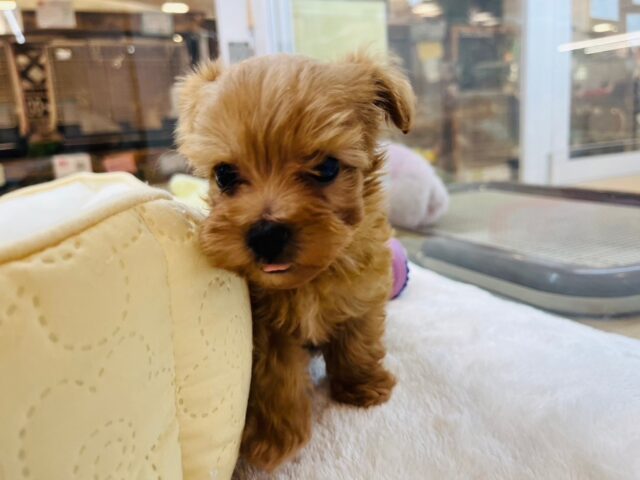 いつだって明るさを届けるよ〜♬.*゚ミックス犬くん(トイプードル×マルチーズ) マルプー