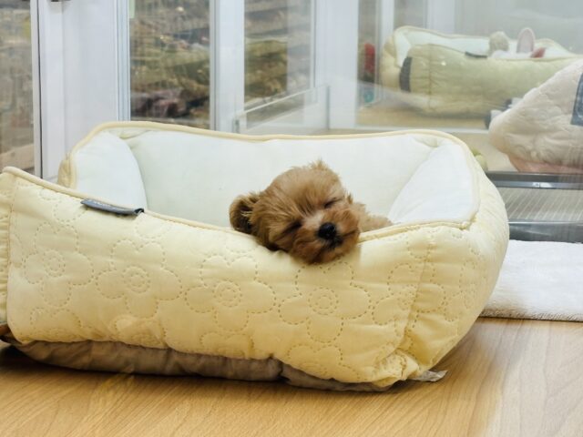 いつだって明るさを届けるよ〜♬.*゚ミックス犬くん(トイプードル×マルチーズ) マルプー