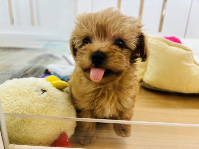 いつだって明るさを届けるよ〜♬.*゚ミックス犬くん(トイプードル×マルチーズ) マルプー