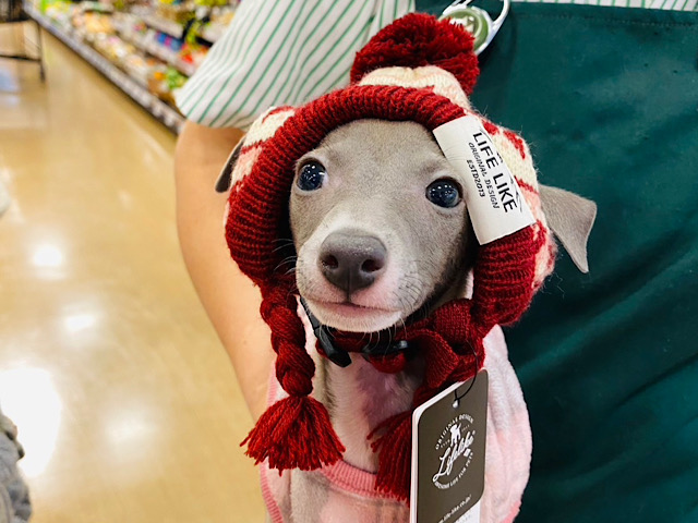 イタリアングレーハウンド