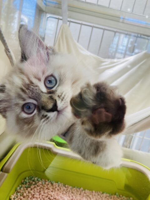 最新画像🌟新たな時代に誘われて…ネヴァマスカレード優雅に入舎! ネヴァマスカレード