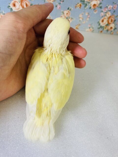 かわいくてかわいくて💛*ˊᵕˋ 手乗りコザクラインコ(クリームルチノー)さん🌼 コザクラインコ(小桜インコ)