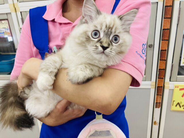 ネヴァマスカレード