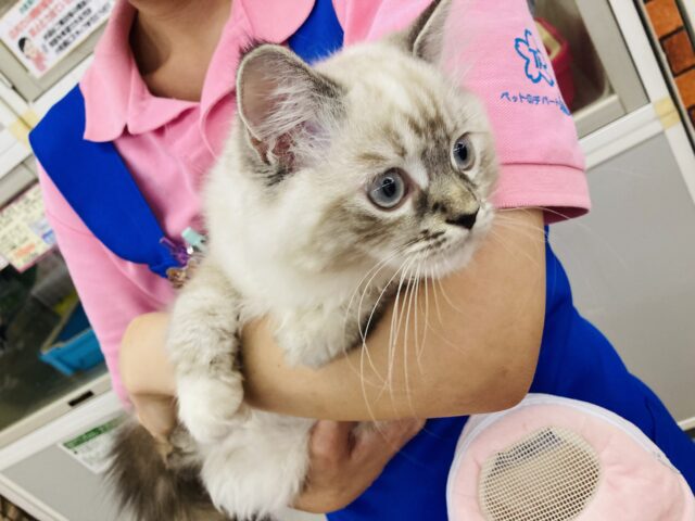 最新画像🌟新たな時代に誘われて…ネヴァマスカレード優雅に入舎! ネヴァマスカレード