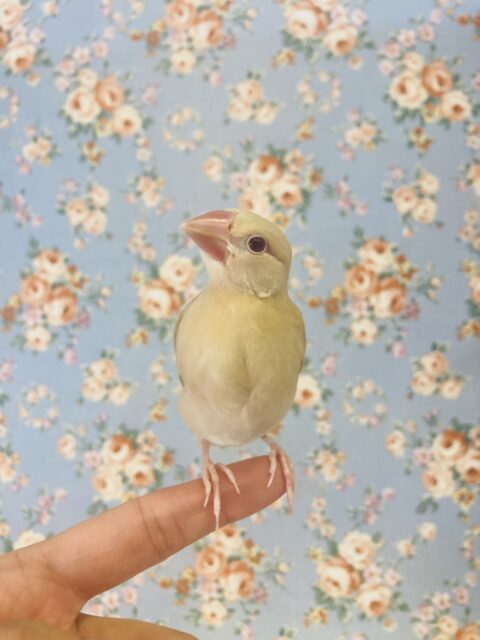 シナモン文鳥