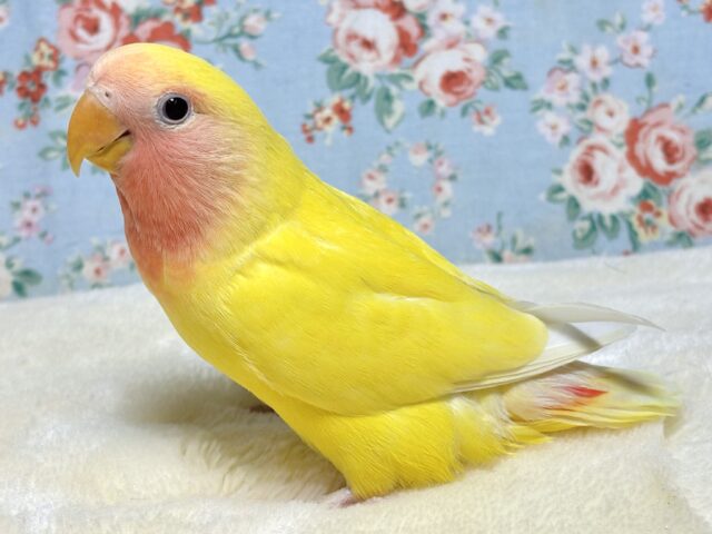 コザクラインコ（小桜インコ）