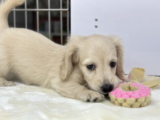 ミニチュアダックス