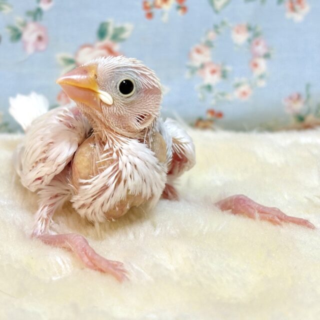 桜文鳥、白文鳥、シナモン文鳥、シルバー文鳥