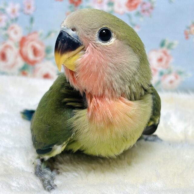 コザクラインコ（小桜インコ）