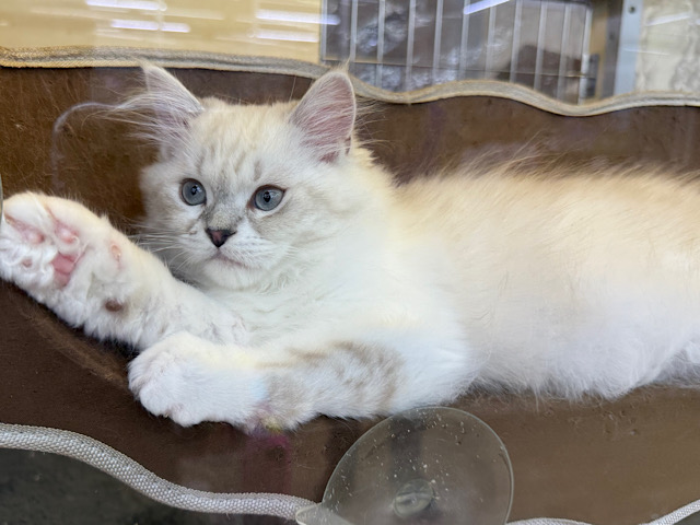 超がつくほどの甘えん坊🩷初入舎💜ネヴァマスカレード君やって来てくれました❤ ネヴァマスカレード