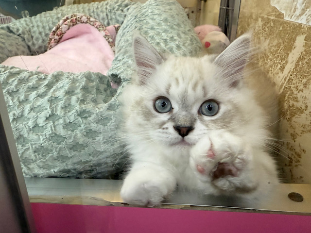 超がつくほどの甘えん坊🩷初入舎💜ネヴァマスカレード君やって来てくれました❤ ネヴァマスカレード