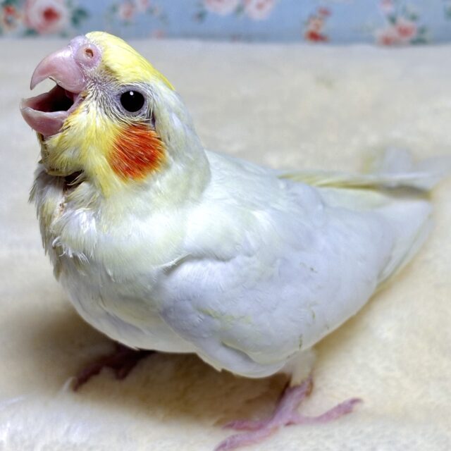 オカメインコ