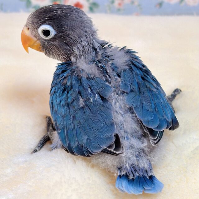 ブルーボタンインコ