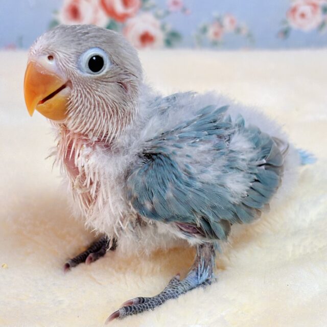 ブルーボタンインコ