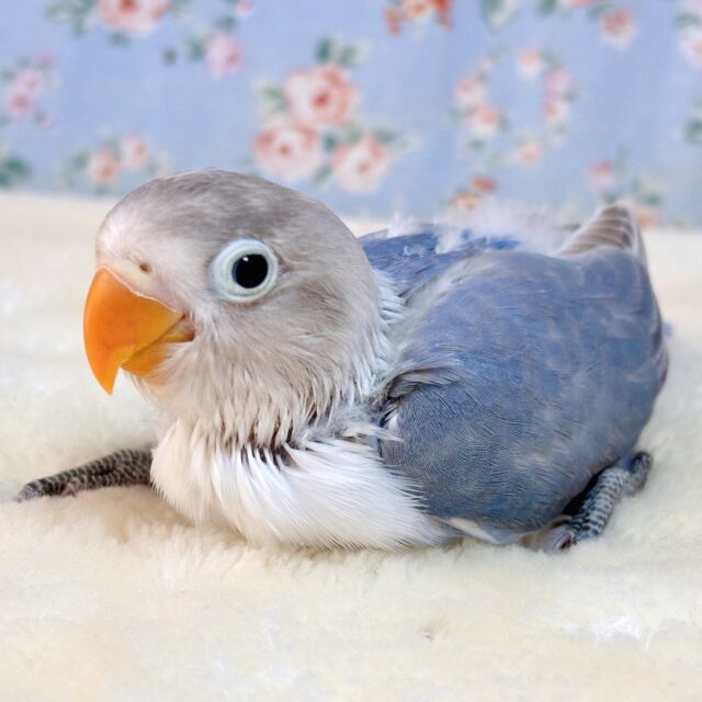 ブルーボタンインコ