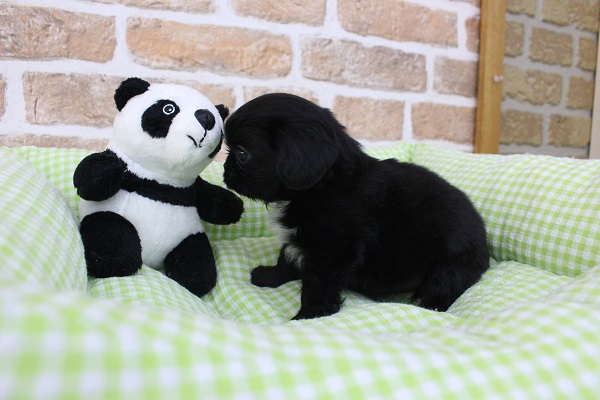 キャバペキ（ペキキャバ）