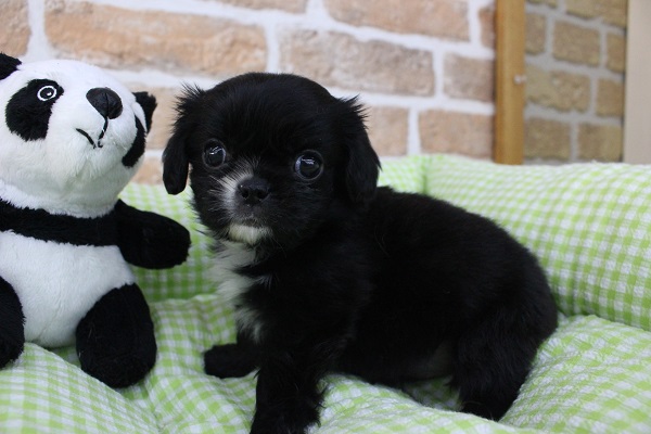 キャバペキ（ペキキャバ）