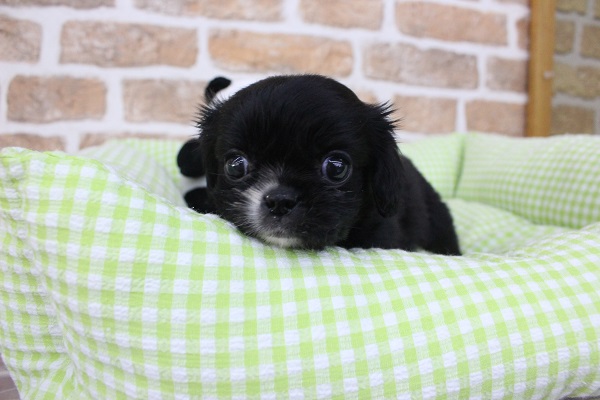 キャバペキ（ペキキャバ）