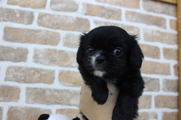 キャバペキ（ペキキャバ）