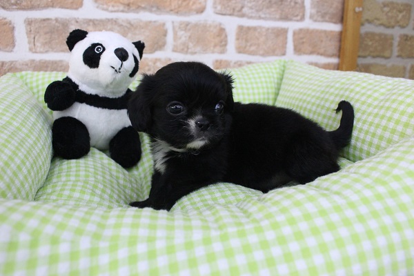 上を向いて歩こう👟💨まだまだ発展途上だよっ🐶💪MIX(ペキニーズ×キャバリア)・女の子! キャバペキ(ペキキャバ)