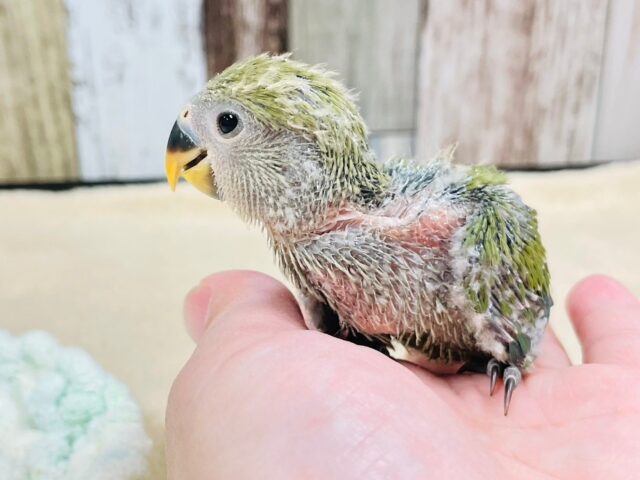 コザクラインコ（小桜インコ）
